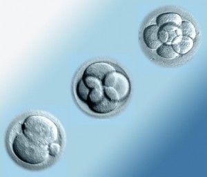 3 nice embryos
