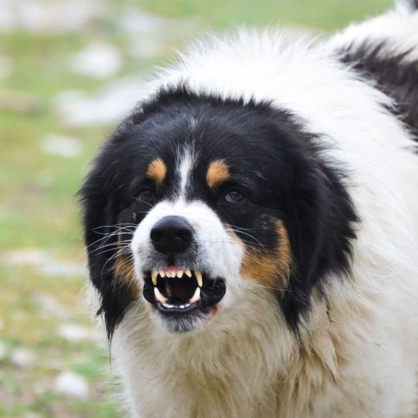 Snarling dog