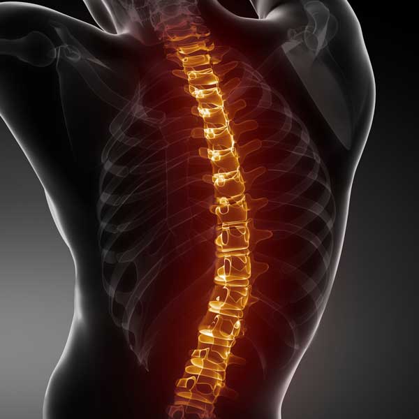3D rendering of a spine