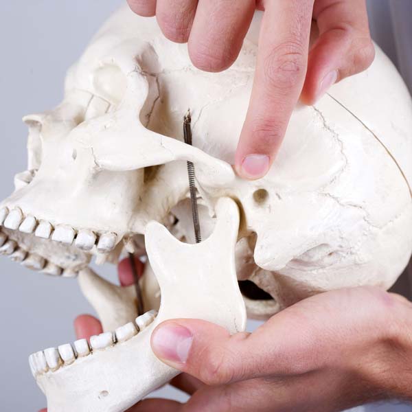 A person pointing to the TMJ on a skull