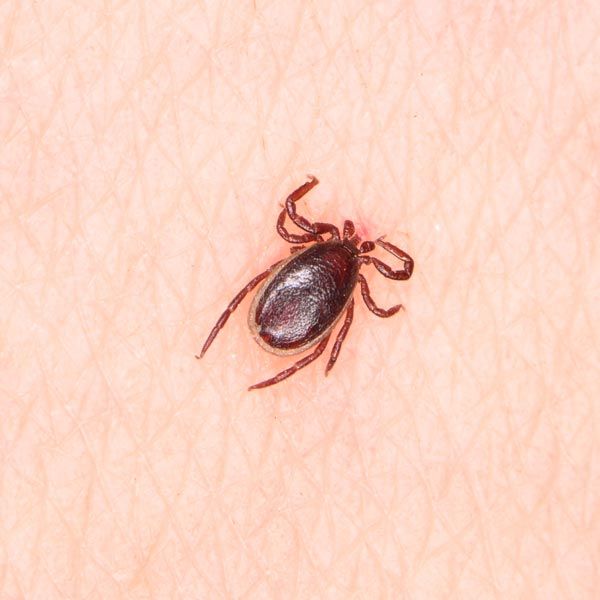 Closeup of tick