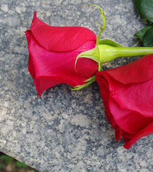 Two roses lying on a gravestone