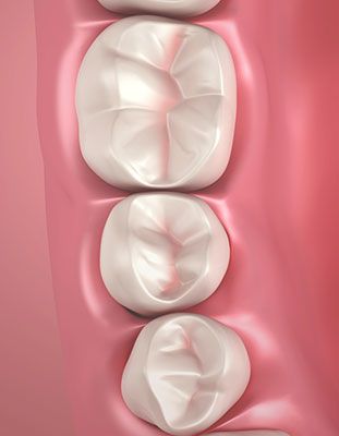 Illustration of molars
