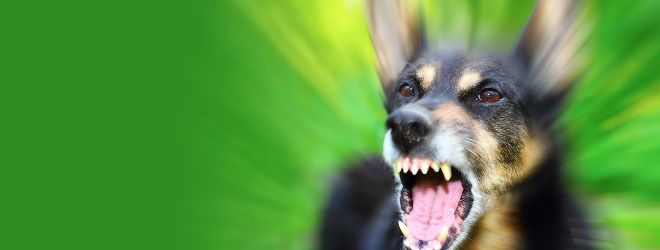 A blurred close-up of a dog baring its teeth.