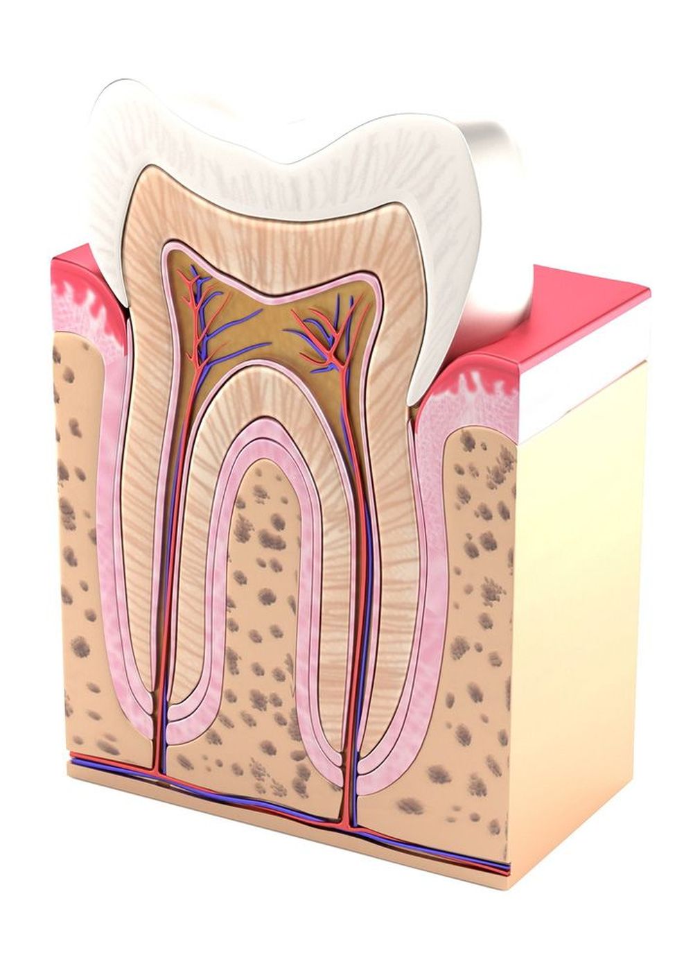 Cros sectional illustration of a tooth