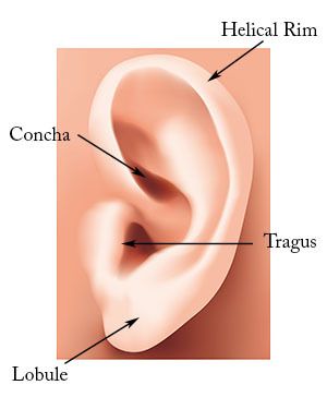 Microtia: Diagram of an unaffected ear.