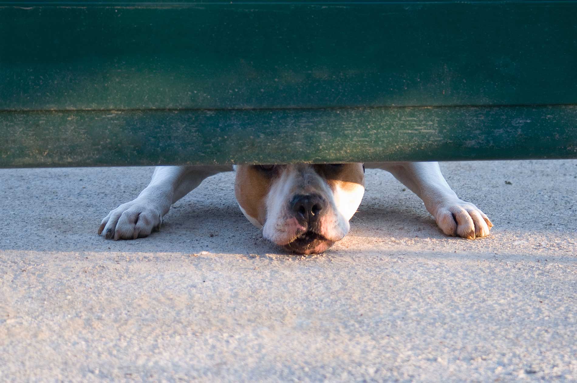 A dog underneath a fence